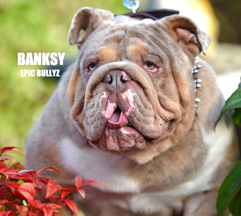 Banksy — Epic Bullyz Stud