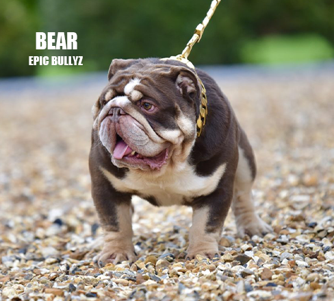 Bear — Epic Bullyz Stud