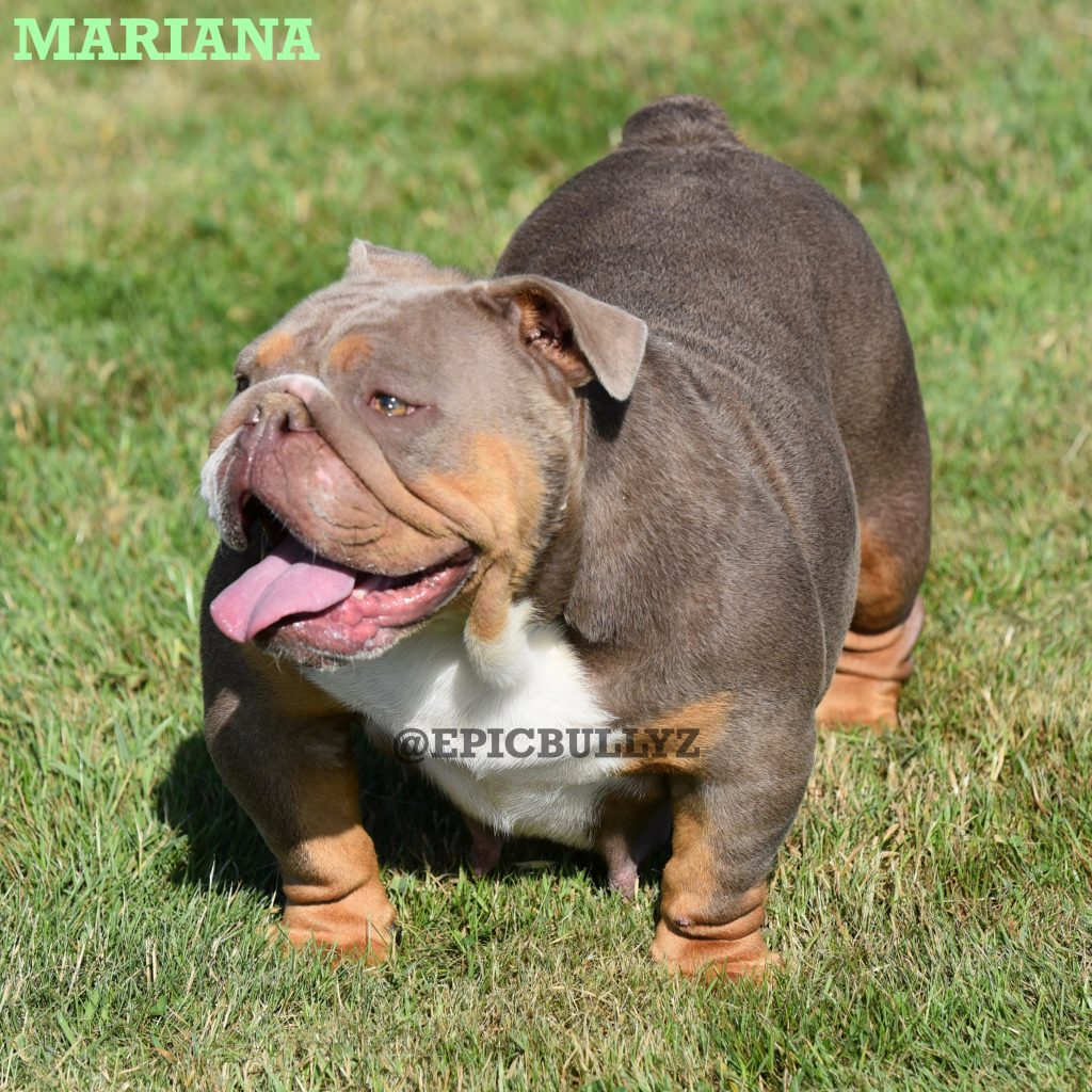 Nova — Epic Bullyz Female