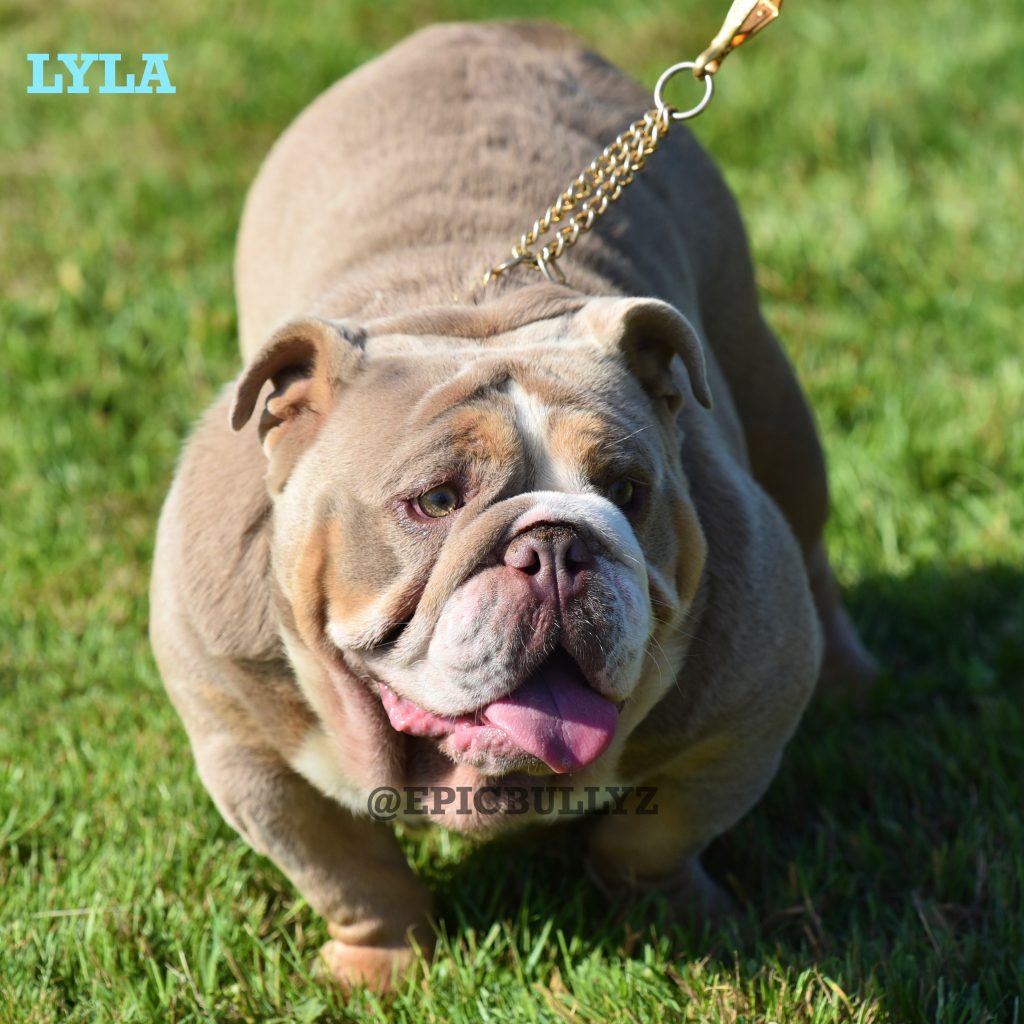 Pearl — Epic Bullyz Female