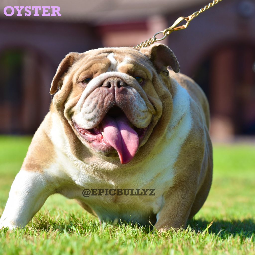 Reign — Epic Bullyz Female