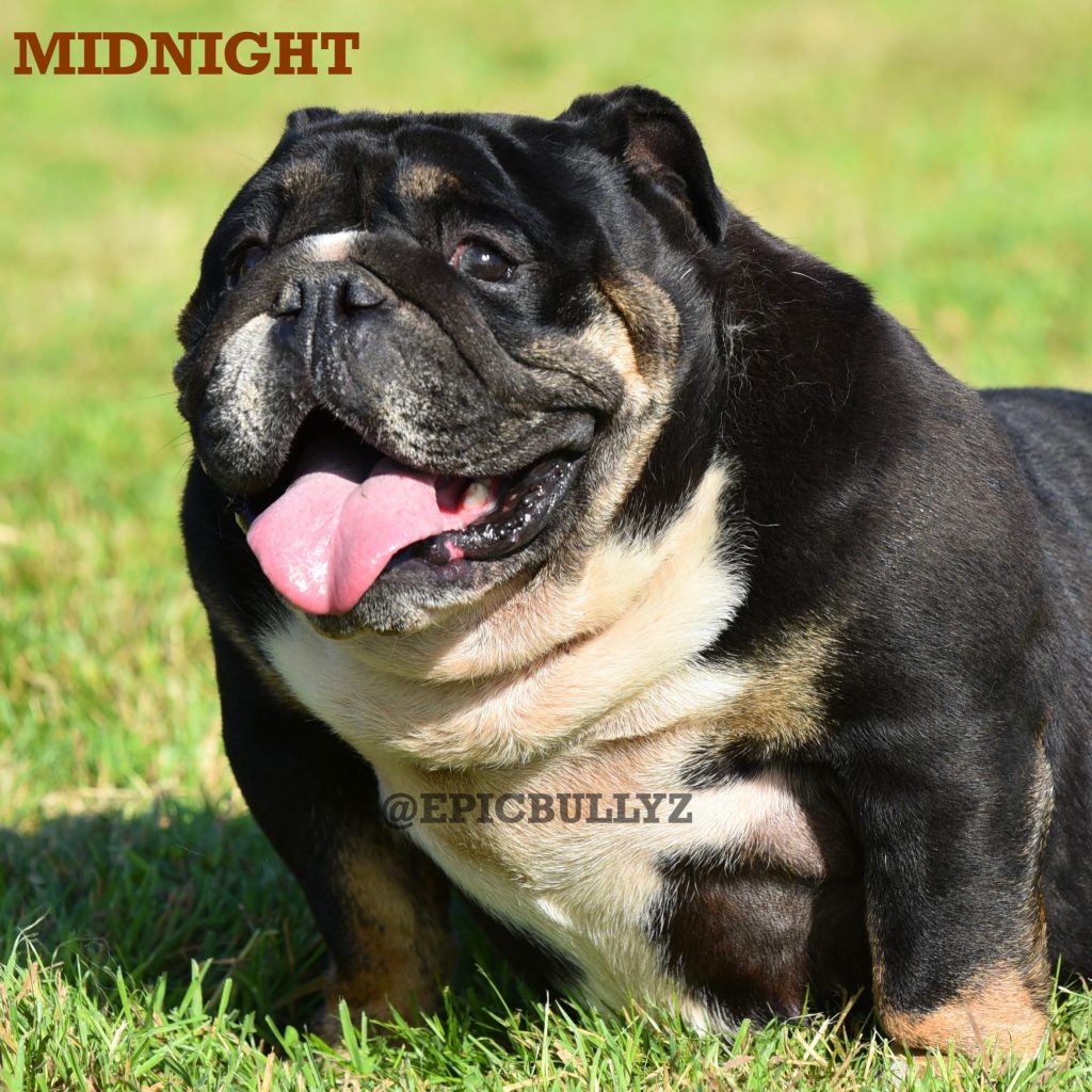 Ember — Epic Bullyz Female