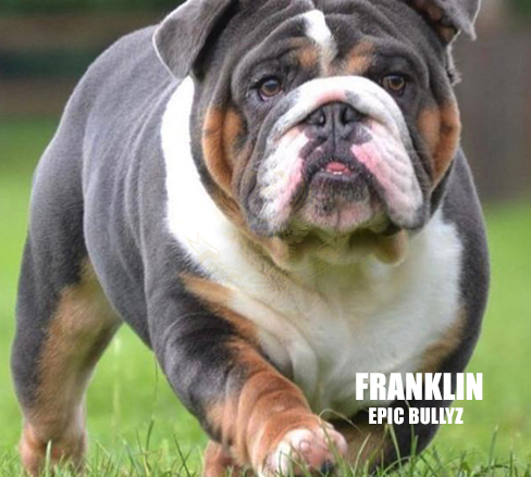 Franklin — Epic Bullyz Stud