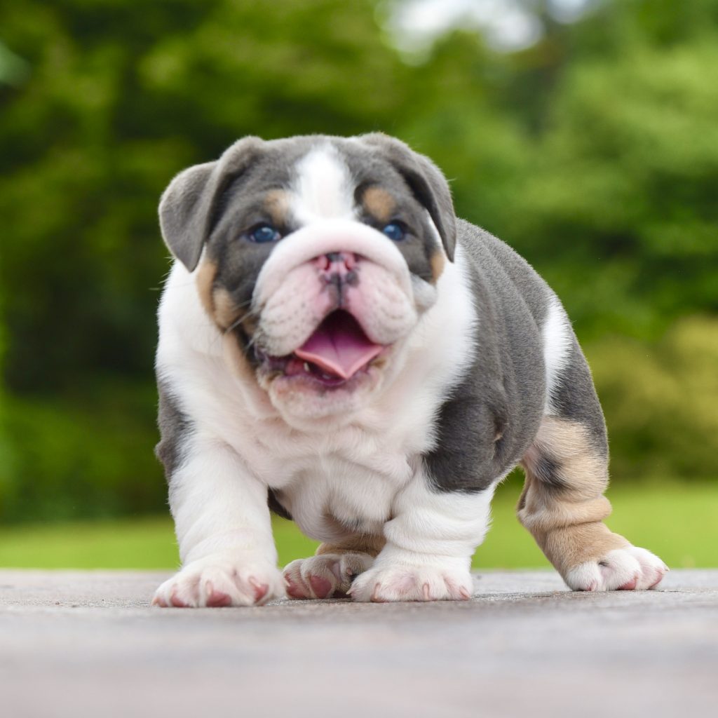 Pup 3 - Lilac Tri Girl — Epic Bullyz Puppy