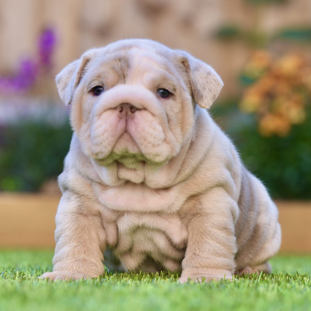 Pup 5 - Isabella Girl — Epic Bullyz Puppy