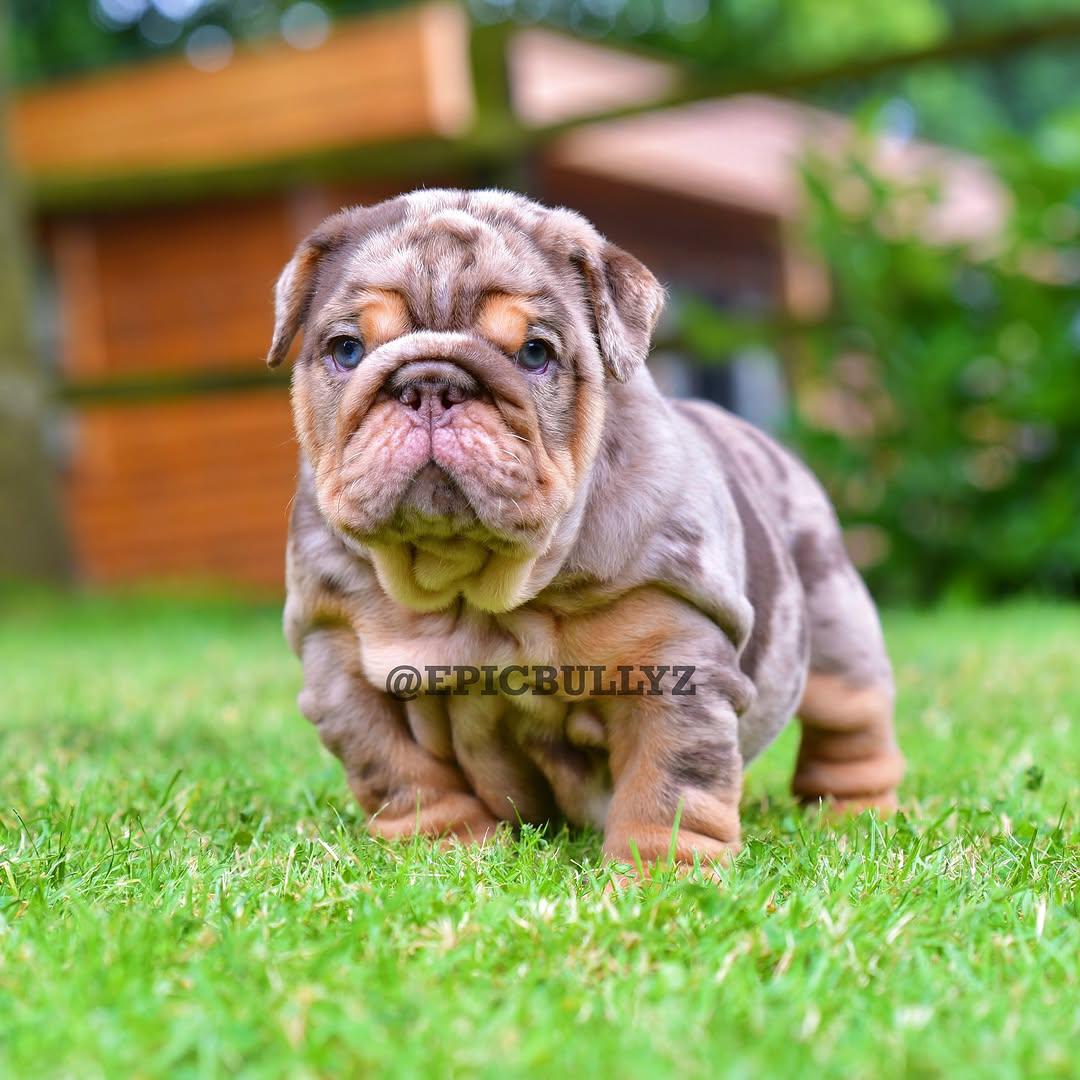 King - Merle Tri Boy — Epic Bullyz Puppy