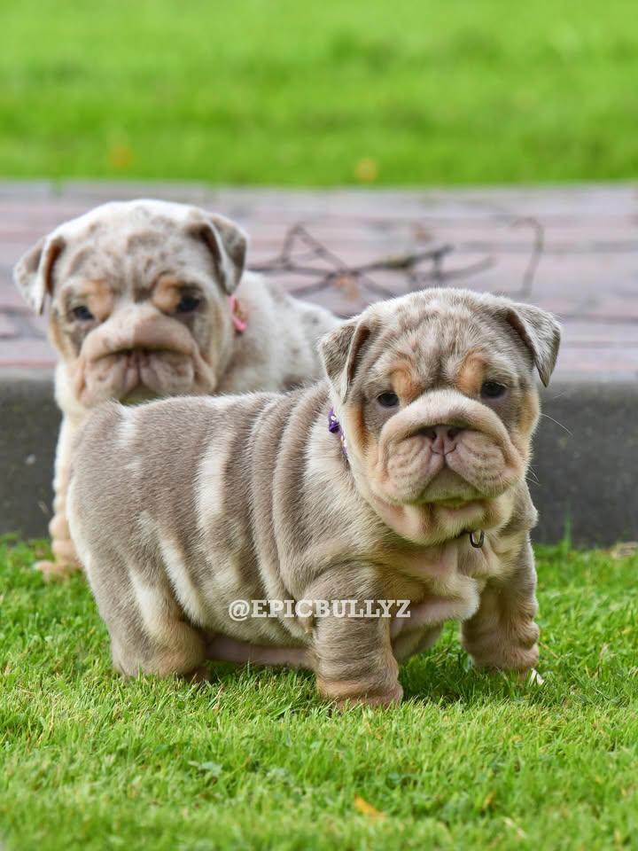 Luna - Lilac Tri Girl — Epic Bullyz Puppy