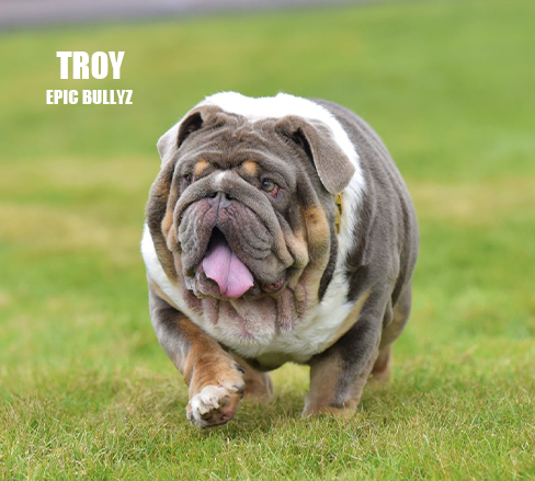 Troy — Epic Bullyz Stud